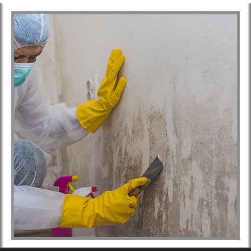 Worker cleaning mold off walls with hand protection (gloves) and personal protective equipment.